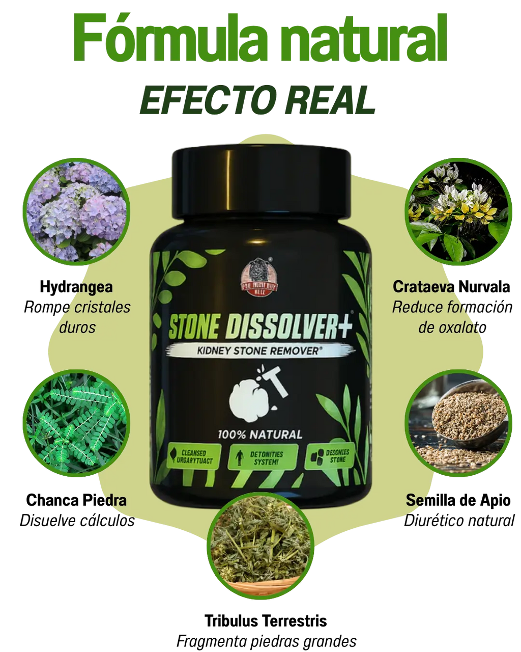 STONE DISSOLVER – La Fórmula Natural Que Disuelve Cálculos Renales y Vesiculares 🌿