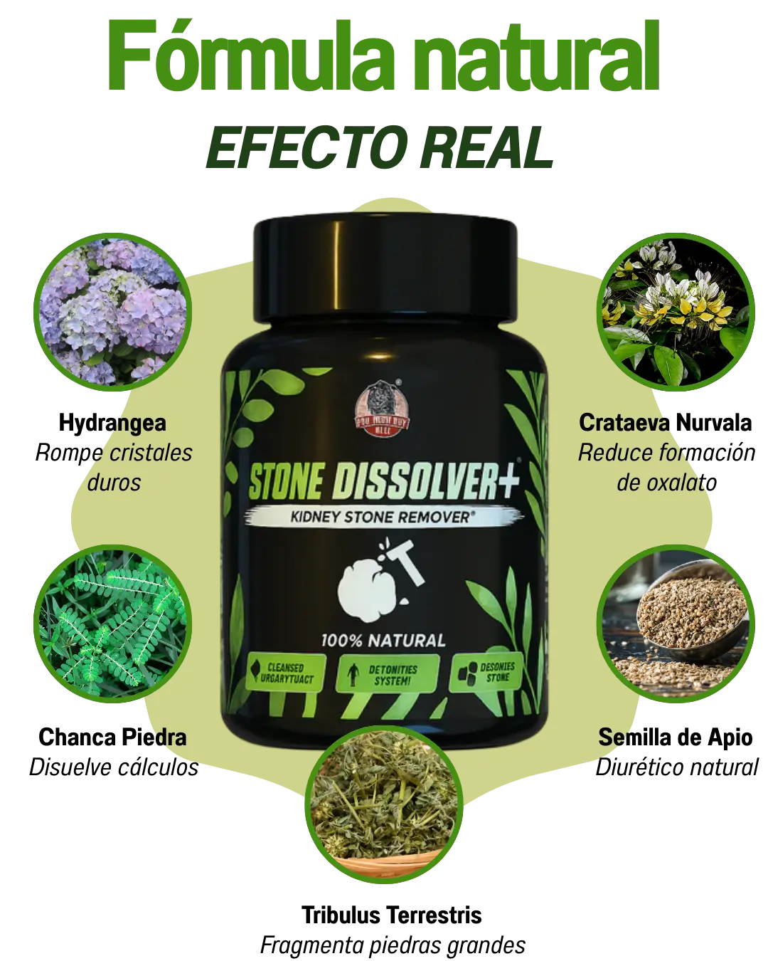 STONE DISSOLVER – La Fórmula Natural Que Disuelve Cálculos Renales y Vesiculares 🌿
